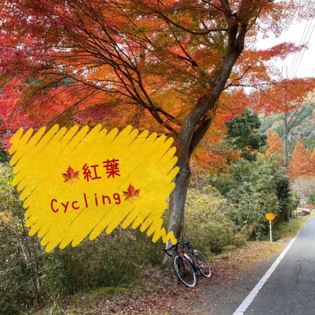 ✨とあるスタッフの初心者ロードバイク放浪記✨第１３弾🚴

こんにちは☀️
神戸マツダ福崎店のとあるスタッフです😁
そろそろ紅葉が進んできてるようなので、サイクリングで見に行ってきました❗
「紅葉といえば山やな❗」ということで、夢前町の奥の方を走ってきました✨
以前も走りましたが、雪彦山や菅生ダム付近を走りましたが、寒くなく良い感じでした〜🎶

綺麗に色付いた紅葉やイチョウの木があればなーっと思いながら走ってたら、ちょうど良いスポット発見❗
つい愛車と撮っちゃいました☺️
その他にも、落ち葉のカーペットみたいになってる所を発見❗
すかさずパシャリ📸
紅葉って写真にもってこいですね✨

今回も峠を越えましたが、自分の力の無さを痛感しました😇笑
憧れのヒルクライムは、まだ先になりそうです😳

#mazda #マツダ #福崎店 #神戸マツダ #ディーラー #mazdafan #cx3 #cx30 #mx30 #cx5 #cx8 #mazda2 #mazda3 #mazda6 #cx-60 #cx-80 #ロードスター #ロードバイク #初心者 #夢前町 #サイクリング #趣味 #紅葉